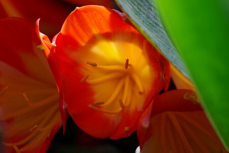 Plant macro flower