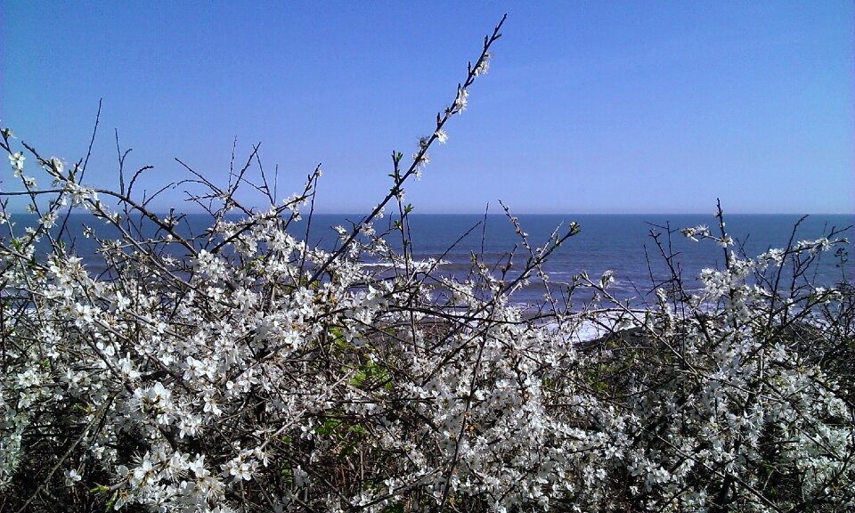 Hawthorn flower white