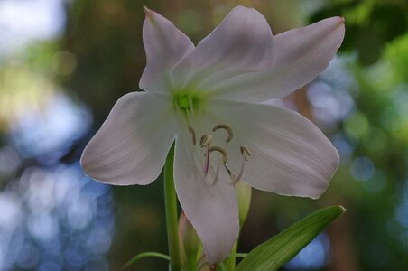 White plant macro photo