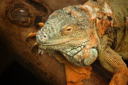 Herbivorous saurian head