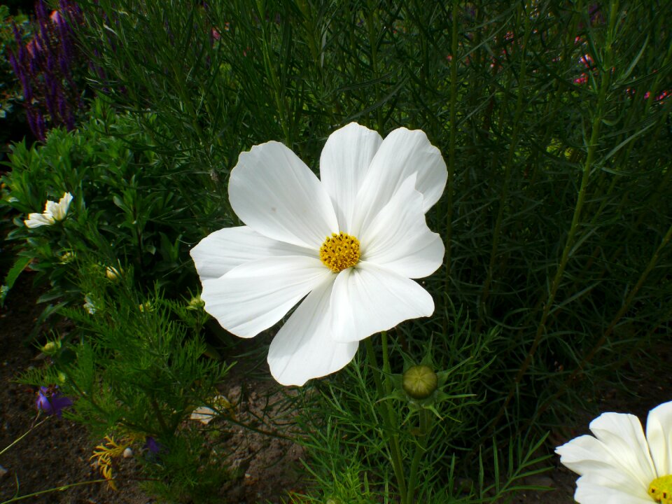 Bloom rose bloom plant