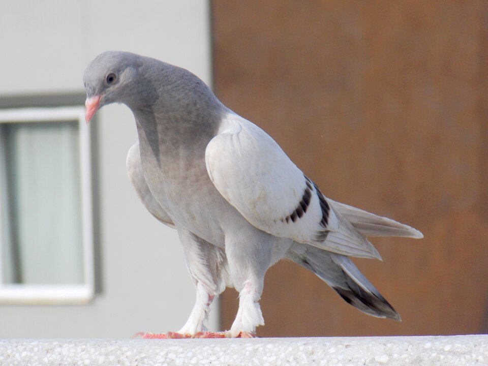 Beautiful nature birds