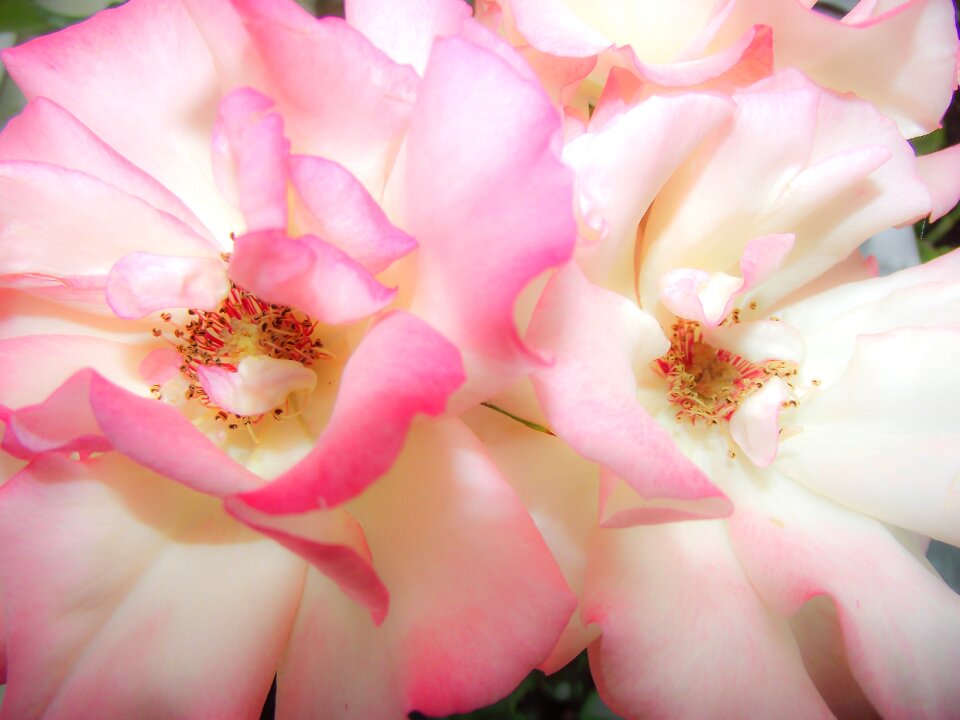 Bloom flower tender
