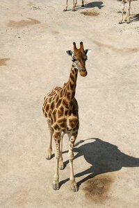 Baby giraffe savanna