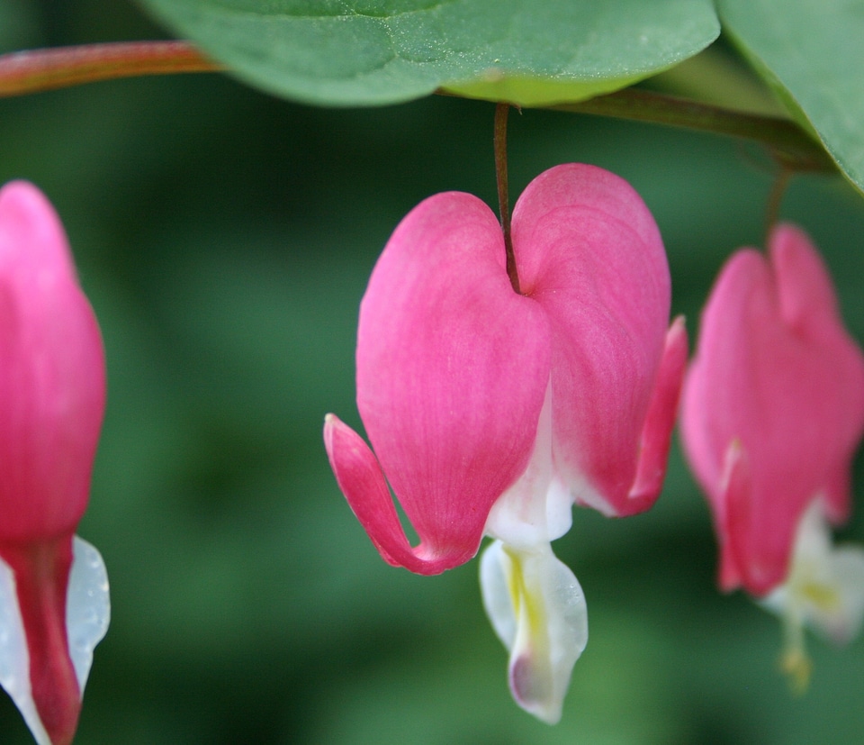 Plant natural blossom
