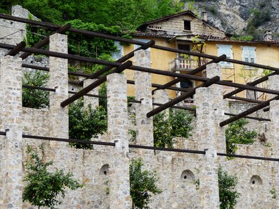 Fruit growing limone limone sul garda photo