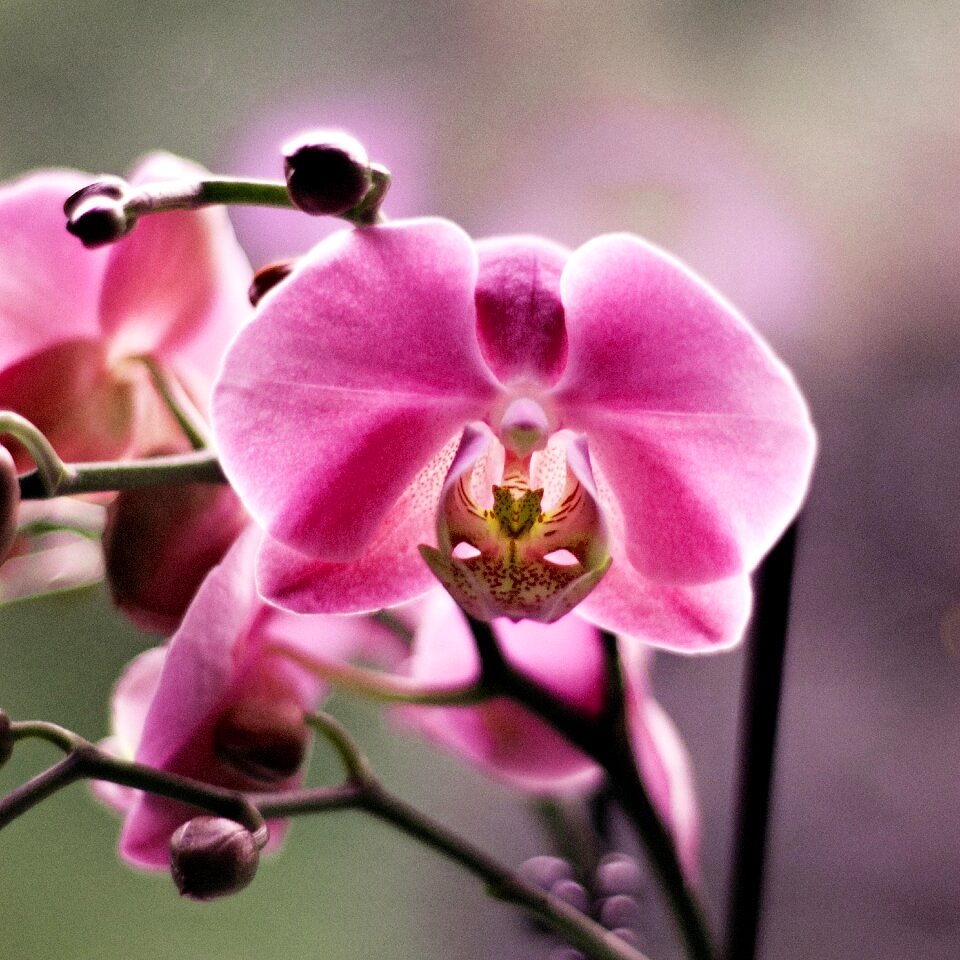 Flowers plant green