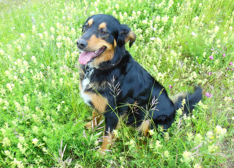 Dog dog on meadow flowers
