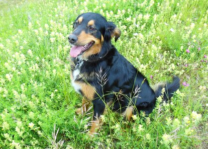 Dog dog on meadow flowers