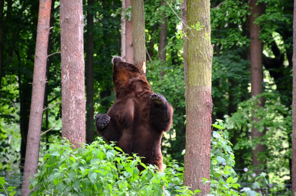 Forest eco-park güstrow