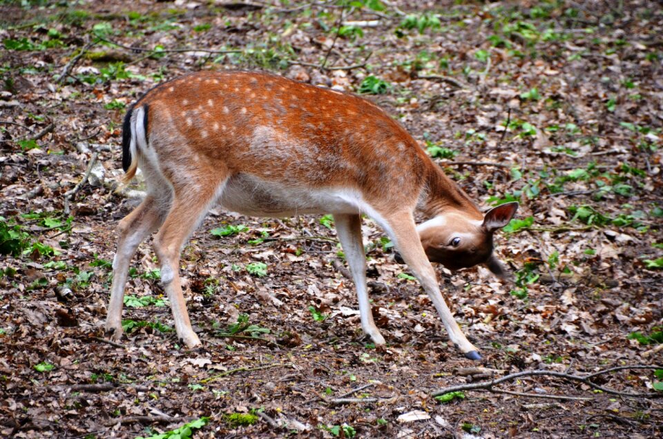 Roe deer forest animal