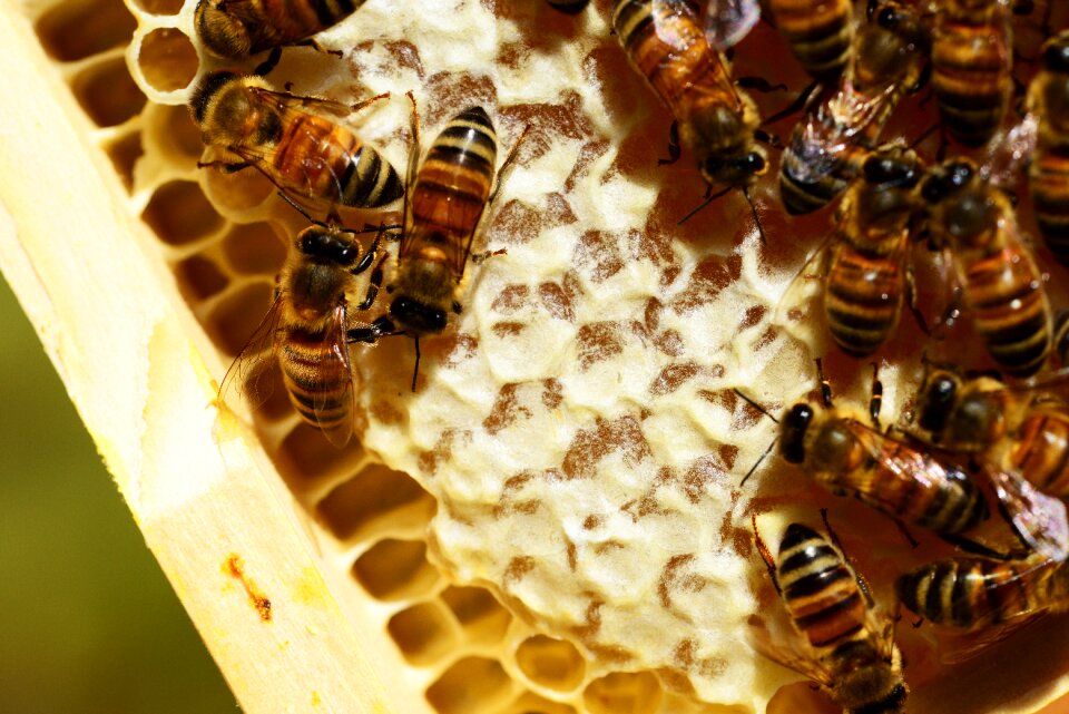 Honey bees honeycomb buckfast bees
