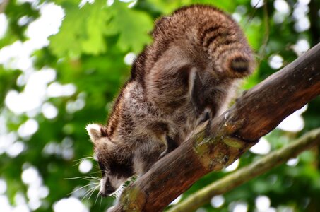 Raccoon güstrow eco-park