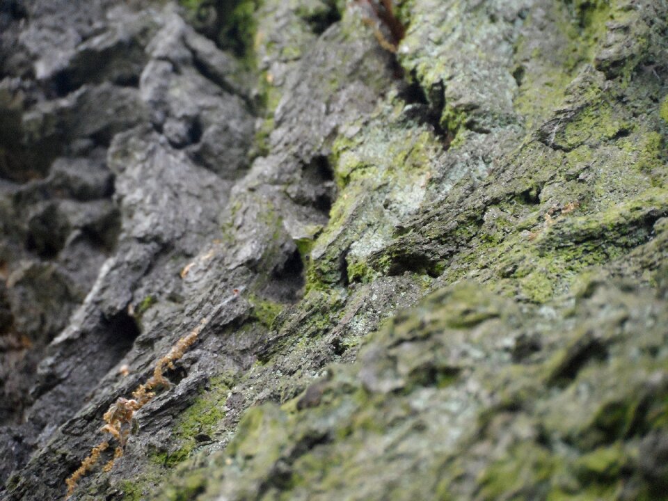 The bark tree moss