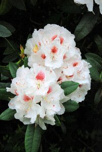 Bush white flower