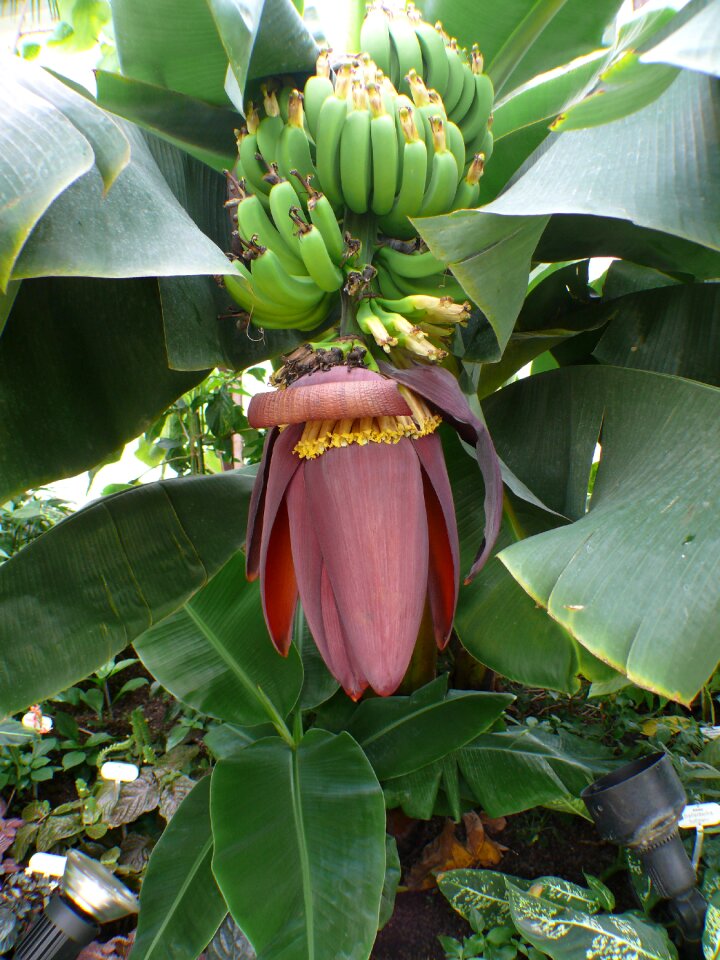 Banana shrub fruit leaf
