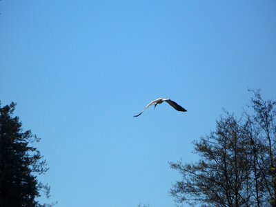 Sky migratory bird spring