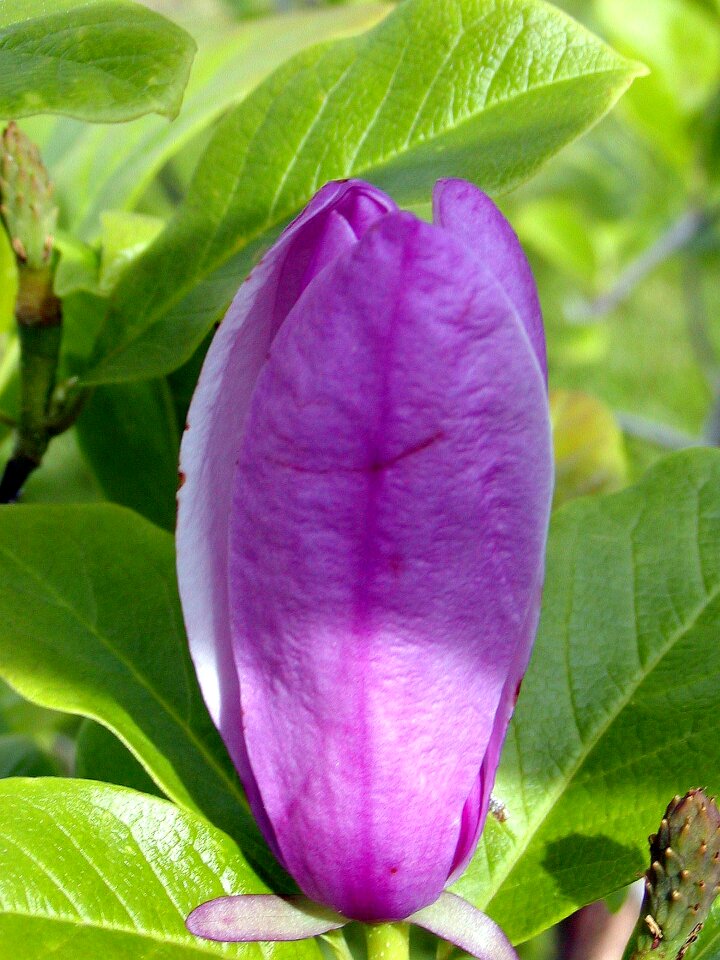 Ornamental bush beauty