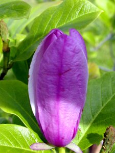 Ornamental bush beauty
