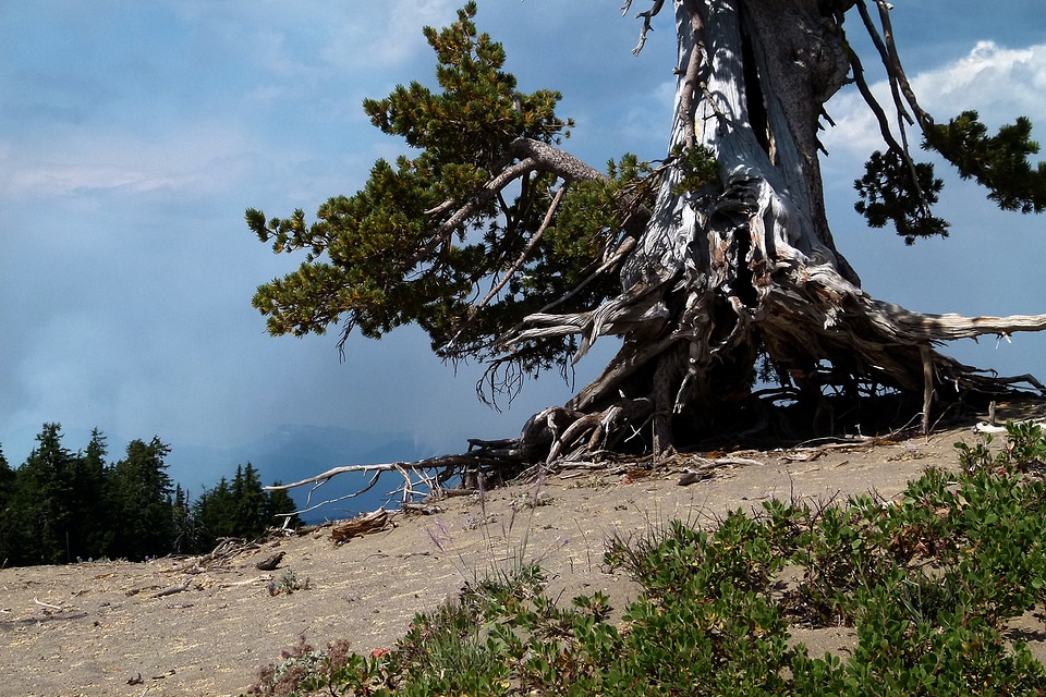 Trees forest erosion