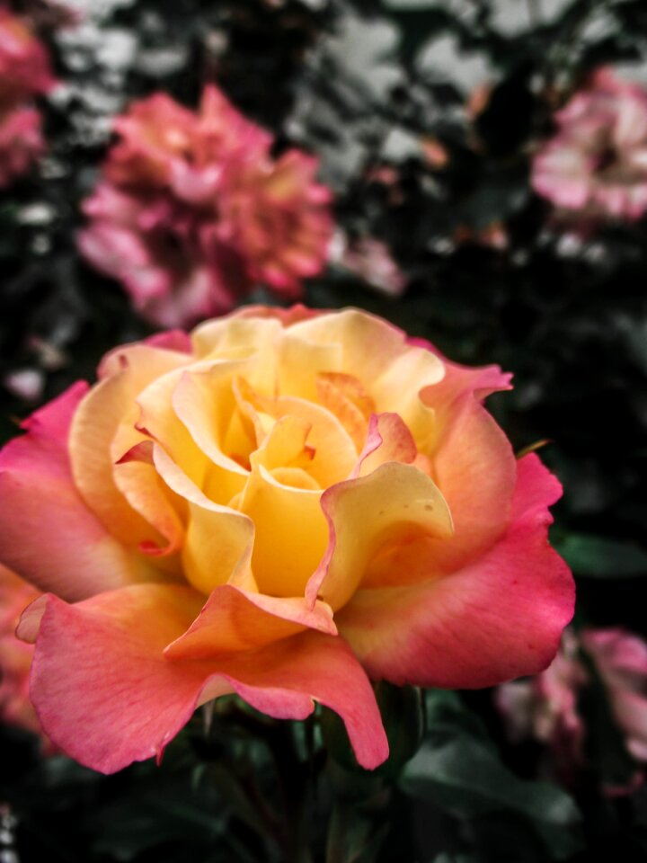 Spring flowers gentle