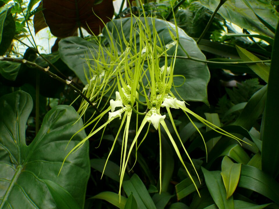 Blossom bloom plant