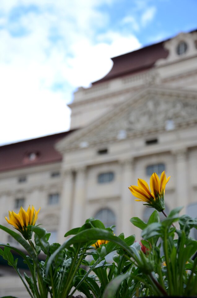 Yellow blossom bloom
