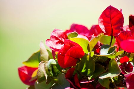 Green plant flora