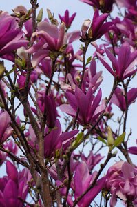 Flower buds purple flower spring