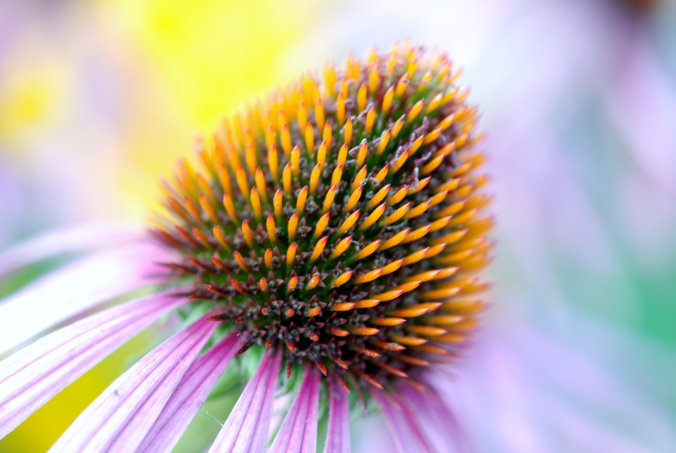Detail echinacea flora