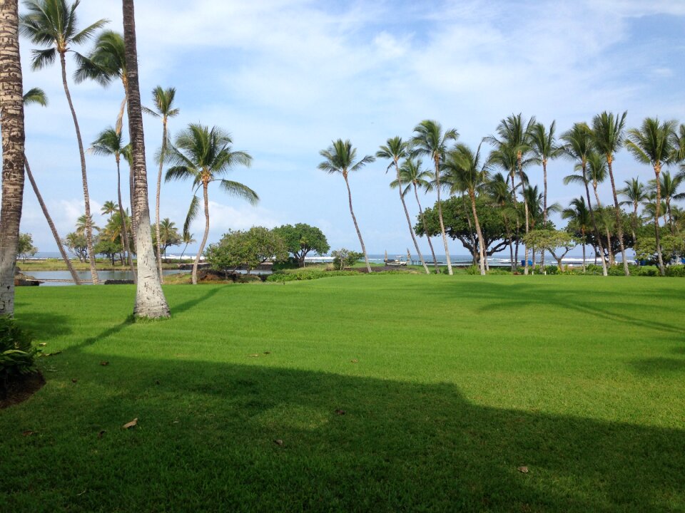 Island grass green island
