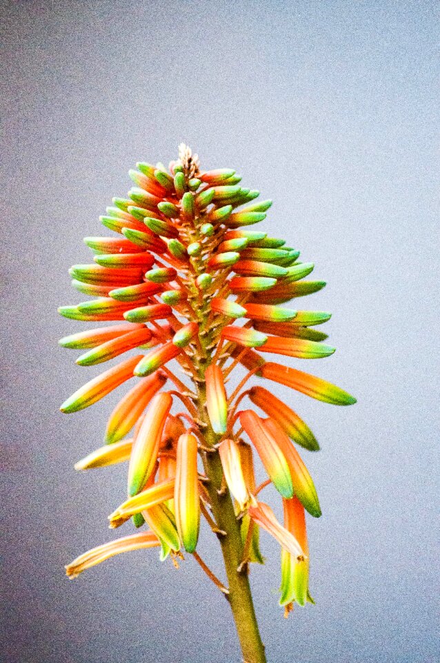 Succulent plant flora beauty