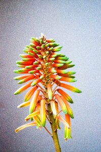 Succulent plant flora beauty photo