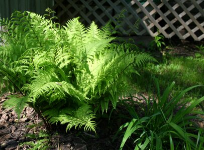 Botanical nature leaf