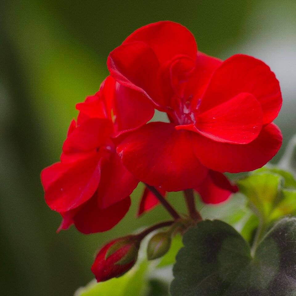 Pelargonium zonale nature garden