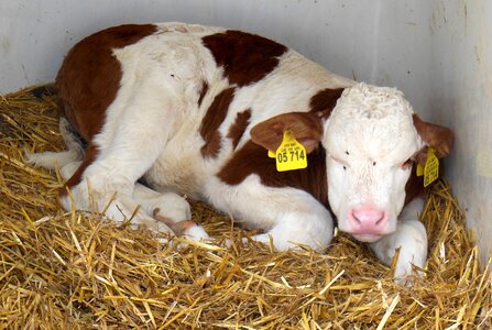 Beef bovine baby bavaria