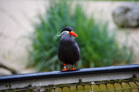 Larosterna bird animal