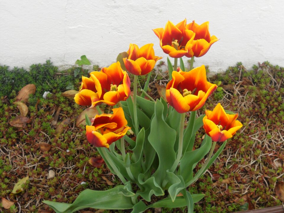 Plant color garden