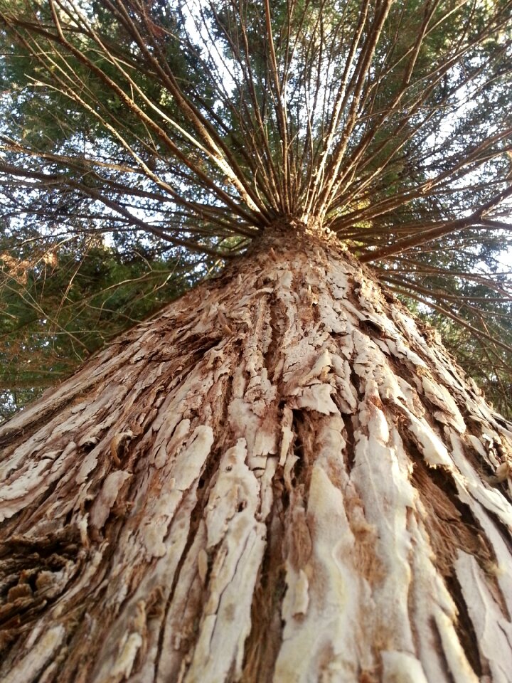 Forest trees beautiful