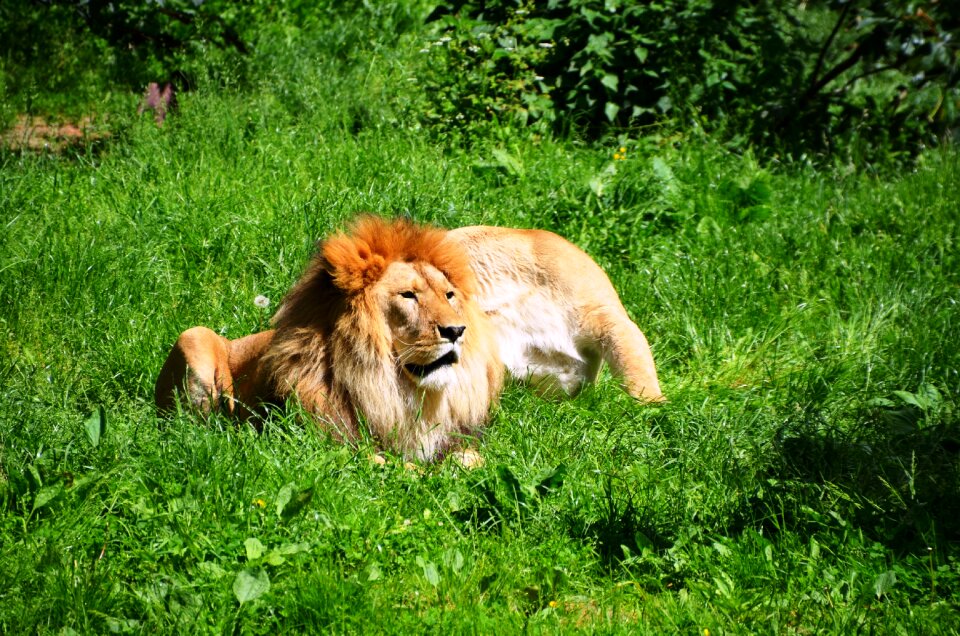 Wild animals animal pair