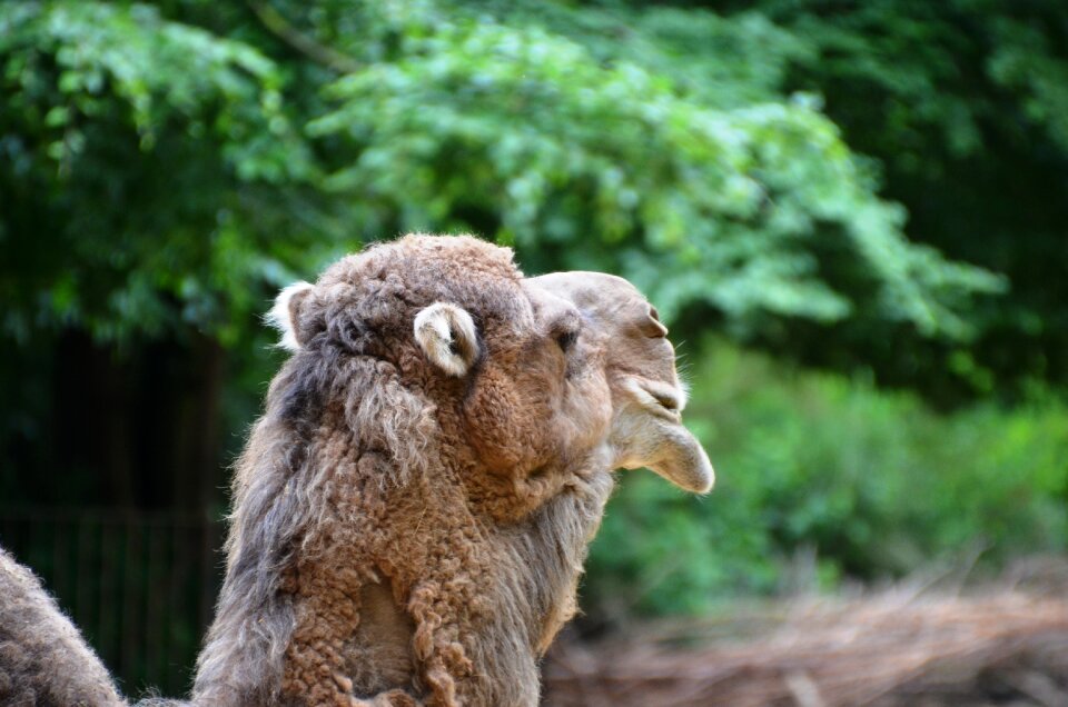 Camel dromeda animal