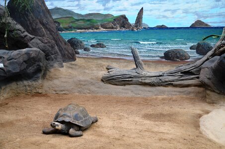 Turtle animal water
