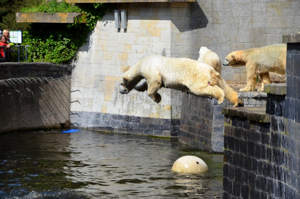 Water ursus maritimus predator kind