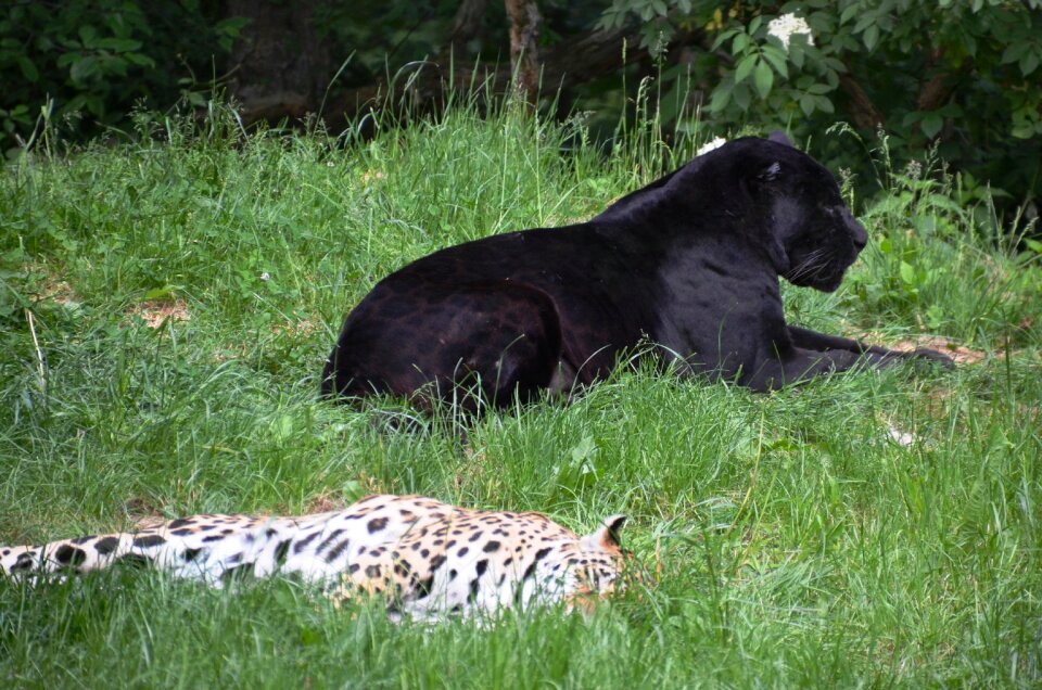 Panter leopard animals
