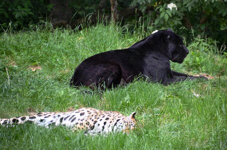 Panter leopard animals