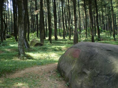 Forest trees