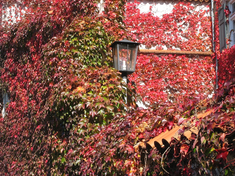 Leaves hauswand colorful