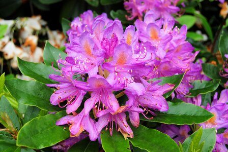 Evergreen bush genus rhododendron