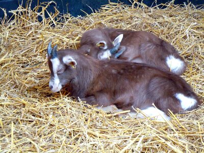 Goats livestock stall