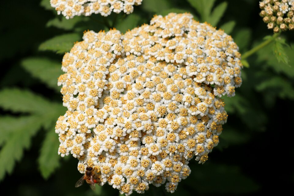 Flower plants head large